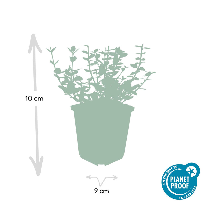 Euonymus 'Emerald 'n Gaity' - ↕10-25cm - Ø9cm - 40x