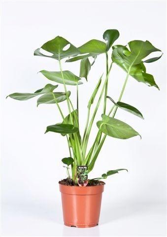 Monstera - Ø17cm - ↕60cm