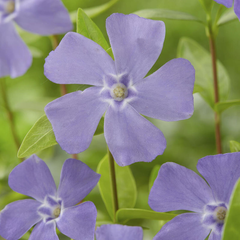 Vinca minor - ↕10-25cm - Ø9cm - 40x