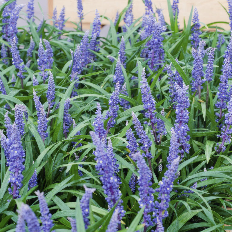 Liriope muscari 'Big Blue' - ↕10-25cm - Ø9cm - 6x