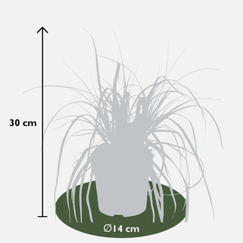 Carex oshimensis 'Everest'® - ↨30cm - Ø14