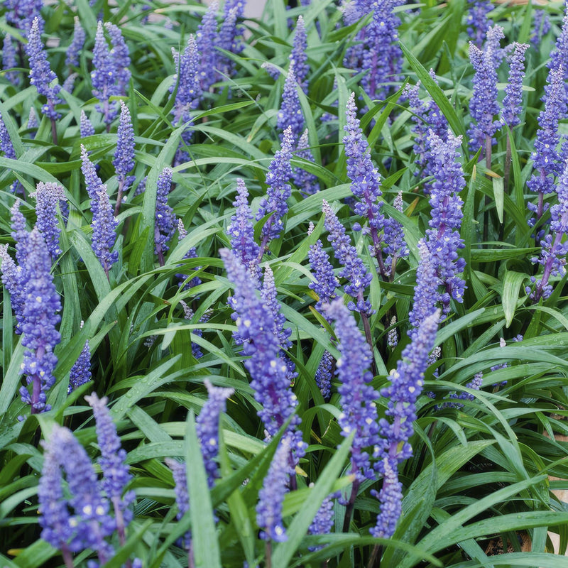 Liriope muscari 'Big Blue' - ↕10-25cm - Ø9cm - 12x