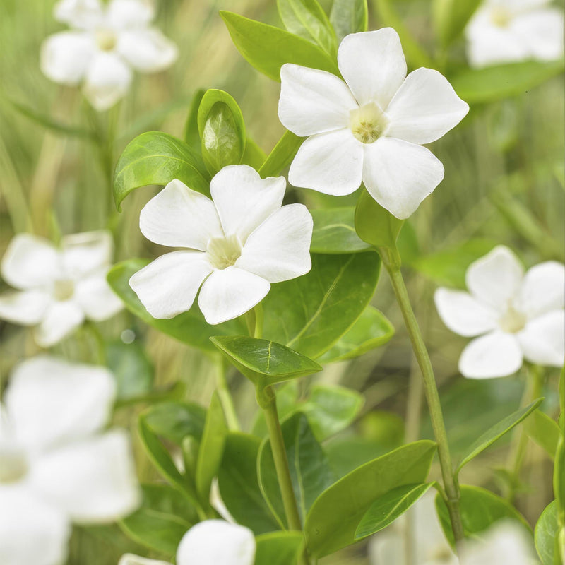 Vinca minor 'Alba' - ↕10-25cm - Ø9cm - 40x