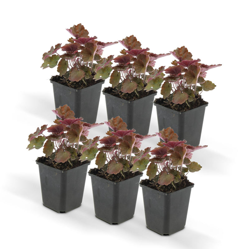 Heuchera mic. 'Palace Purple' - ↕25cm - Ø9cm