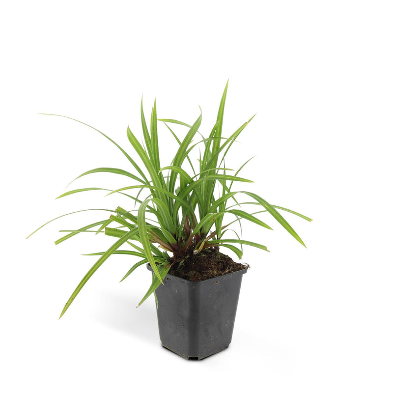 Carex morrowii 'Ice Dance' - ↕10-25cm - Ø9cm - 6x