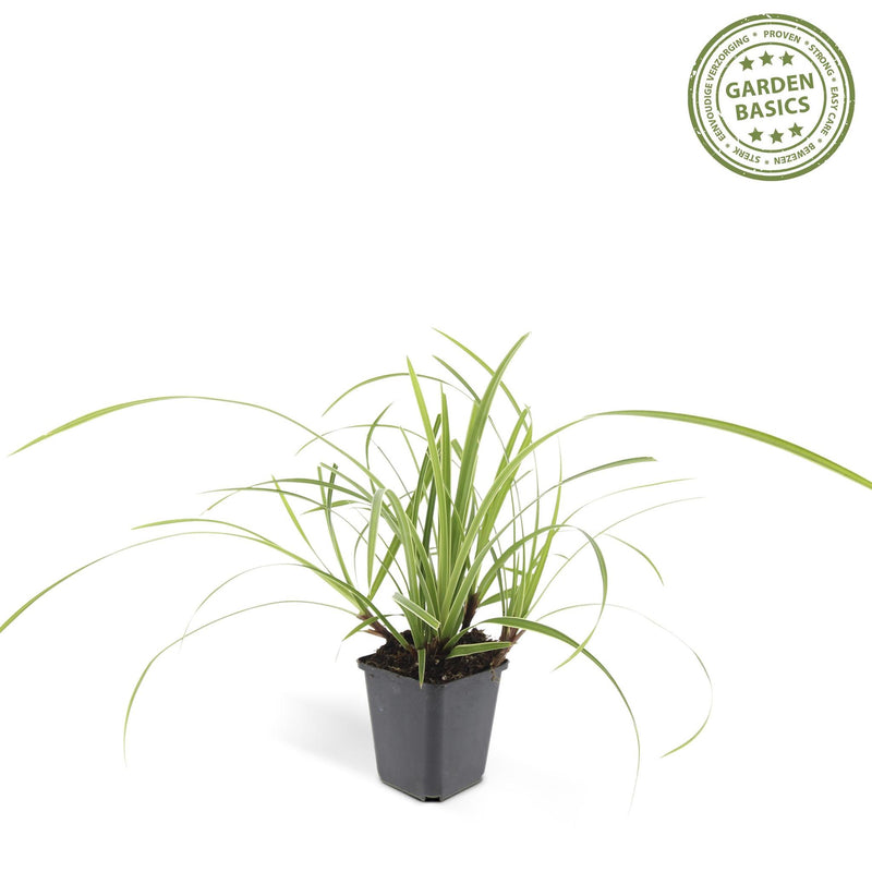 Carex morrowii 'Ice Dance' - ↕10-25cm - Ø9cm - 6x