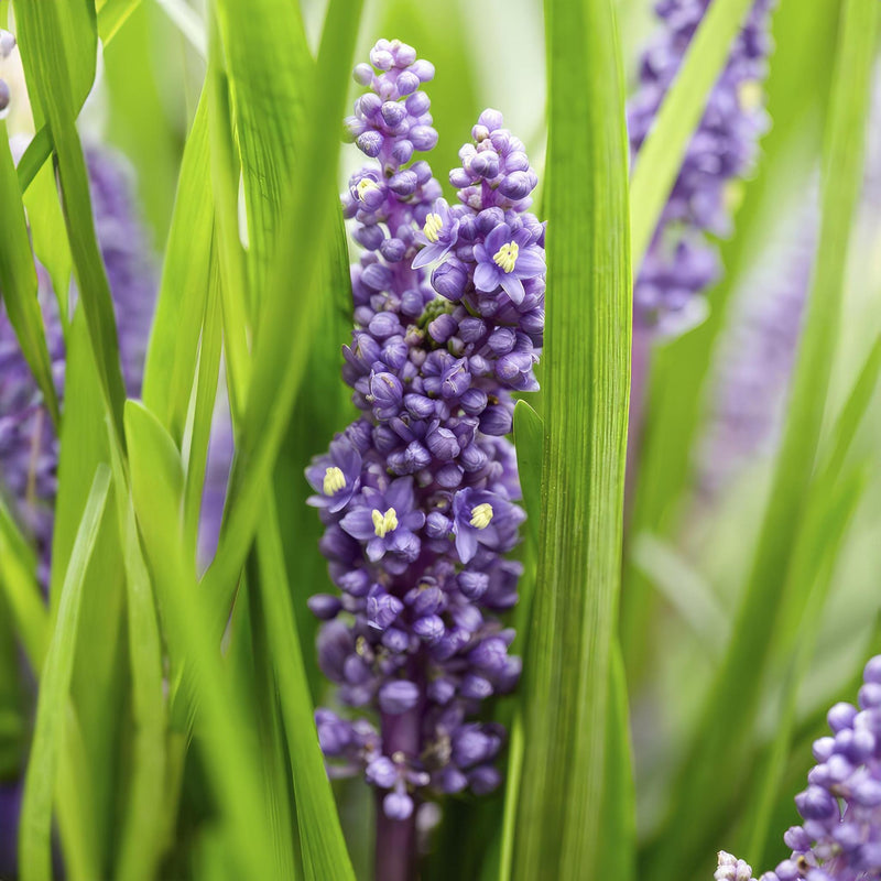 Liriope muscari 'Big Blue' - ↕10-25cm - Ø9cm - 12x